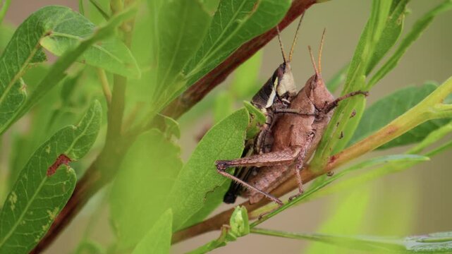 Pair of grasshoppers mating on a green leaf