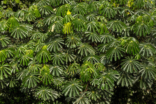 Green tropical tree leaves seen from above, Elmina, Ghana
