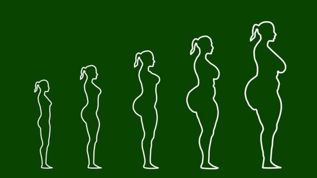 Anatomical growth progression silhouettes female human figures evolutionary body shape transformation