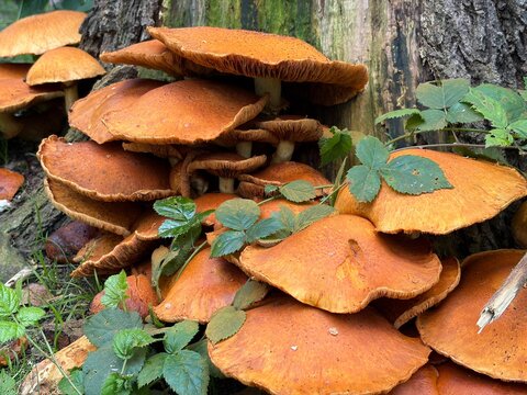 Mushrooms at trees in the forest