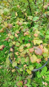 Garden berry shrub with ripening fruit and autumn leaves growing within a circular plant support. Seasonal growth and backyard horticulture.