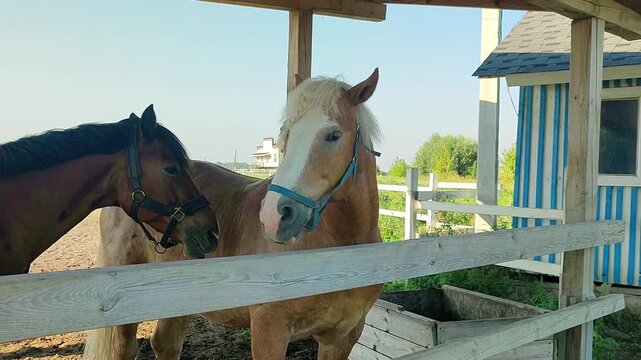 Two horses interact in a wooden paddock as a light-maned horse turns toward the camera. Farm animals and equestrian life