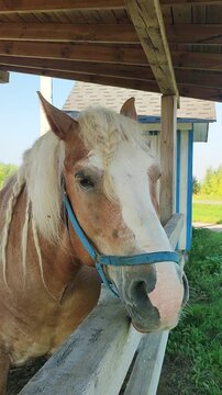 Chestnut and white horse wearing a halter beside a farm shelter. Calm equine portrait showing rural animal care and life at a stable.