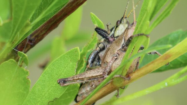 Grasshoppers mating on a green leaf stem