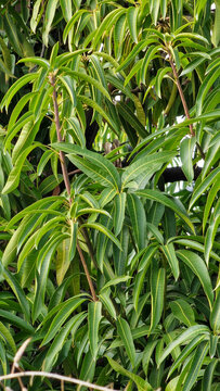 Full frame background of lush green lanceolate leaves growing densely outdoors in bright daylight