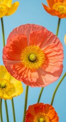 Fototapeta premium Vibrant Icelandic Poppies blooming with delicate colorful petals against a clear blue sky ideal for spring marketing and nature backgrounds.