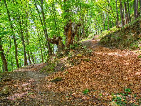 Ancient Gnarled Tree on Forest Hiking - A winding forest path passes a dramatic ancient gnarled tree trunk surrounded by lush green canopy and fallen autumn leaves.