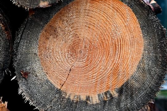 cut tree stump
