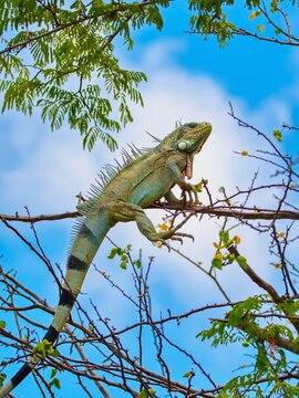 The Green Iguana lizard. Bonaire, Caribbean Netherlands