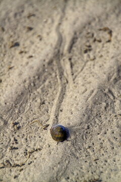 Strandschnecke im Watt