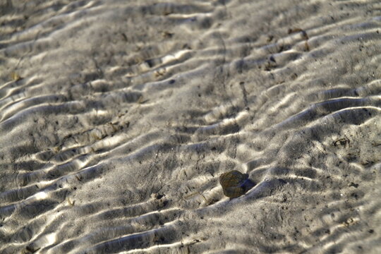 Strandschnecke im Watt