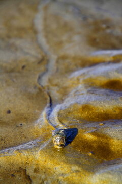 Strandschnecke im Watt