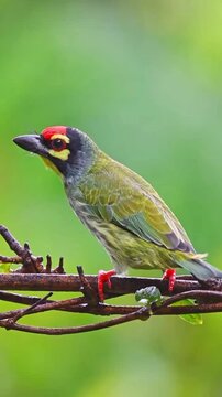 A vibrant Coppersmith Barbet perched on a branch in nature