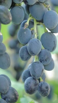 Detailed macro perspective focusing heavily on individual ripe dark purple grapes covered in natural waxy bloom hanging from the stem.