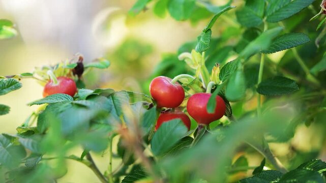 Wild rose hips grow outdoors on leafy shrub branches during sunny day. Bush displays bright red berries suitable for wild herbal medicine, traditional homeopathic extracts and herbal wellness.