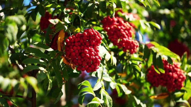 Ripe rowan berries cluster densely among vibrant green leaves on mountain ash tree branch. Bright sunlight highlights fresh autumn berries swaying gently in outdoor park during fall season.