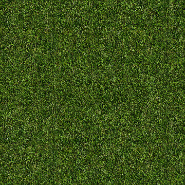 Grass Natural Seamless Texture