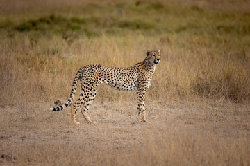 Cheetah © Jordy Blokland