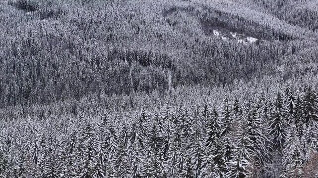 Aerial view of a dense coniferous forest blanketed in deep winter snow in the Weststeiermark region near Soboth Reservoir, Styria, Austria.