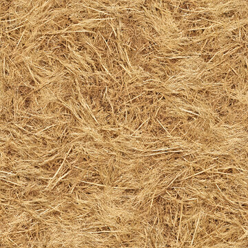 Hay Dry Seamless Texture