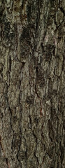 Obraz premium Close up shot of natural rough black alder alnus glutinosa tree bark texture with deep cracks and detailed wooden surface background for design concept
