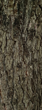 Close up shot of natural rough black alder alnus glutinosa tree bark texture with deep cracks and detailed wooden surface background for design concept