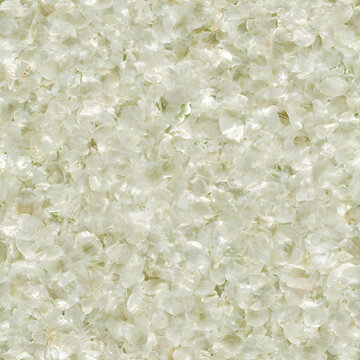 Shell Natural Seamless Texture