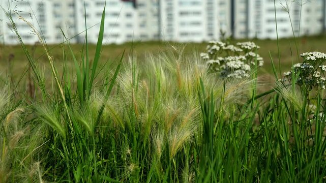 Barley heads and tall wildflowers rustle slowly in breeze beneath bright outdoor sunshine. Soft green vegetation fills view as distant urban housing structures provide subtle background frame.