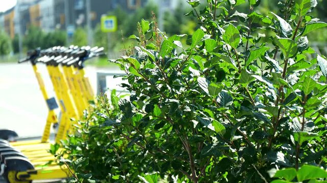 Rental electric scooters stand arranged neatly behind fresh green shrubbery on bright summer day. Eco friendly micro mobility vehicles offer sustainable transport option along urban street.