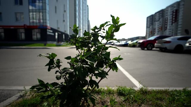 Green bush grows near asphalt parking lot on sunny day. Leafy plant stands against modern residential buildings, showing calm urban nature while sunlight highlights surrounding parking area.