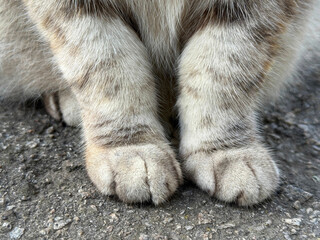 Сute fluffy cat paws © OLENA LIALINA