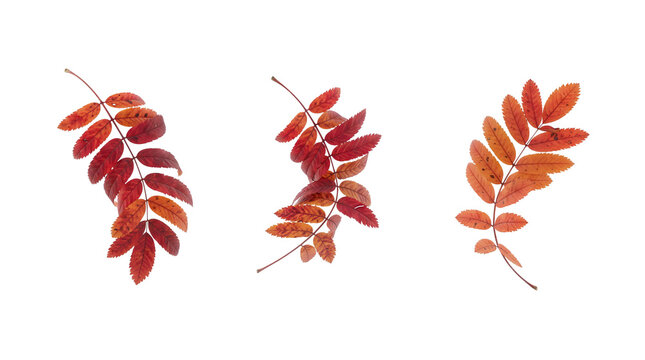 Autumn rowan leaf wreath with colorful foliage isolated on transparent background