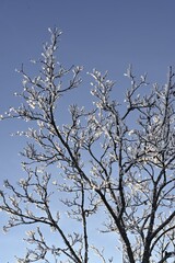 Obraz premium tree branches against blue sky