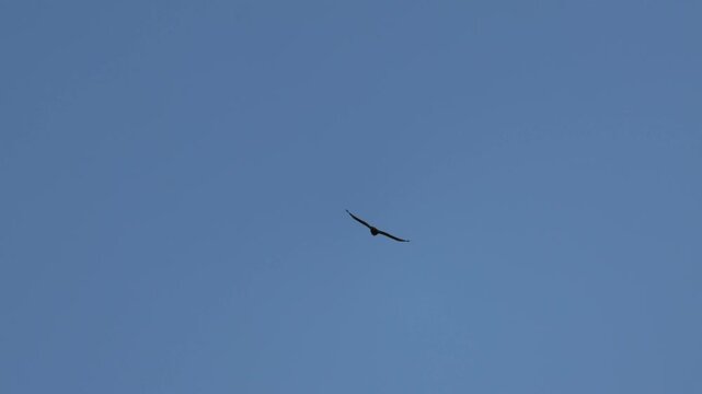 Long-legged buzzard Buteo rufinus flying in the clear blue sky, 4K
