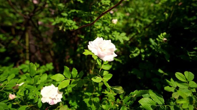 Blooming white roses flutter softly under bright sun during botanical garden exploration. Gentle summer breeze moves flowering branches among dense greenery in tranquil outdoor environment.