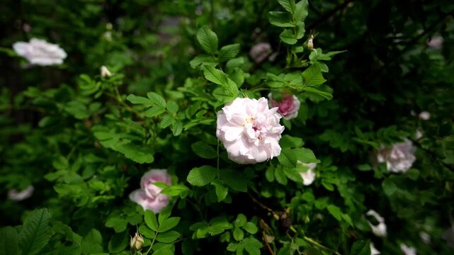 Blooming pink rose flower sways softly outdoors surrounded by deep green bush foliage. Gentle floral blossom displays delicate petals on leafy shrub bathed in calm bright daytime sunshine.