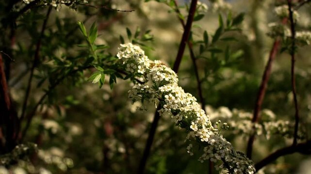 Small white flowers cover slender twig of blossoming spiraea bush. Vibrant green leaves surround floral clusters while gentle wind creates subtle movement throughout sunny botanical garden.