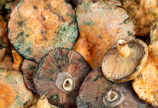 Pine trees mushrooms (Lactarius deliciosus) (Cintar mushroom)