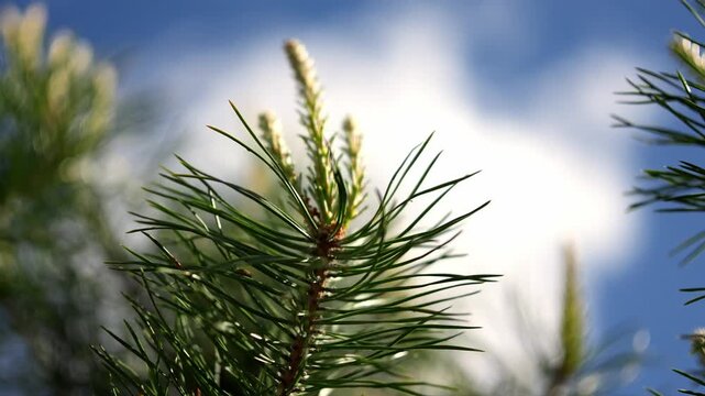Fresh pine buds rise against bright blue sky, revealing detailed evergreen structure for botany study. Conifer needles tremble gently in soft breeze during calm scientific nature analysis.