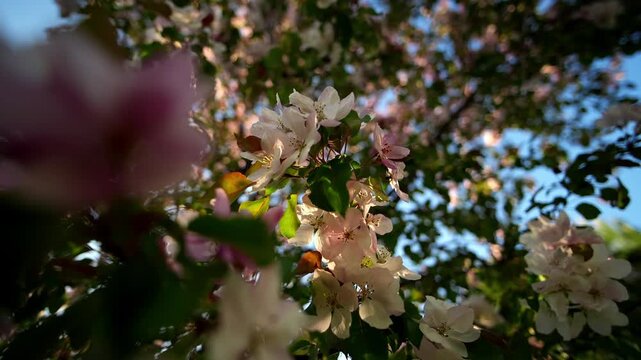 Floral apple tree branches display blooming white flowers under afternoon light. Soft petals catch gentle wind against blue sky, delivering calming impression of flourishing springtime flora.