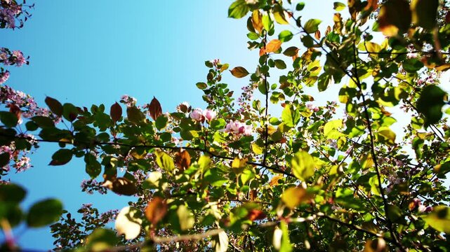 blooming tree branches filled with green leaves and pink blossoms move gently in breeze during bright spring day while clear blue sky provides background for seasonal pollen allergy theme
