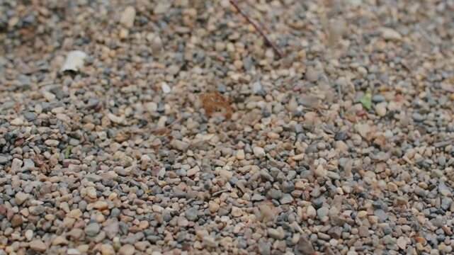 Tiny rocks rain down onto textured gravel bed in slow motion scattering tiny dust clouds across stony surface as falling pebbles hit ground during bright daytime outdoor presentation.