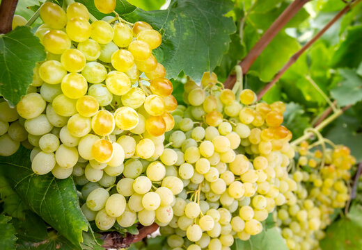 Fresh grapes field vineyard. Buca / Izmir / Turkey