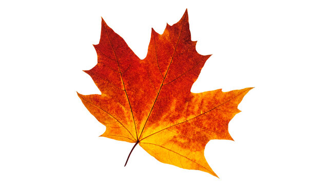 Maple leaf in autumn fall colour cut out and isolated on a white background
