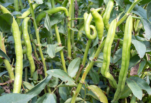  Vicia faba, also known as the broad bean, fava bean or tic bean.