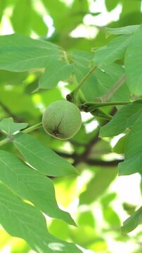 Vertical shot of a single unripe green walnut hanging gracefully on a slender branch among blurred green background leaves.