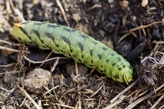 Raupe des Windenschw&auml;rmers (Agrius convolvuli) 
