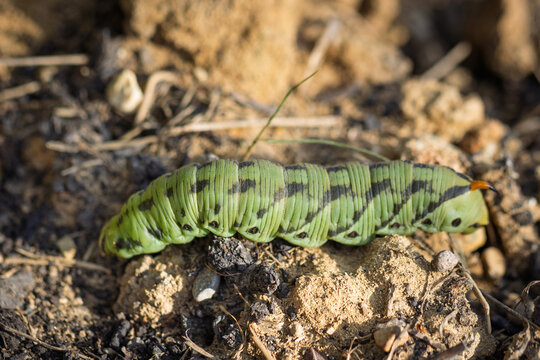 Raupe des Windenschw&auml;rmers (Agrius convolvuli) 
