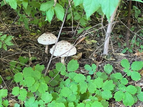 Shaggy ink cap (Coprinus comatus) is a mushroom found among dry pine needles