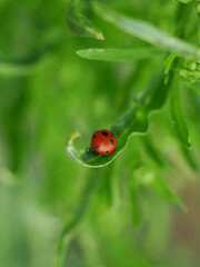 A small red ladybug with black spots sits on a green leaf. The background is a blur of green foliage. © Robert